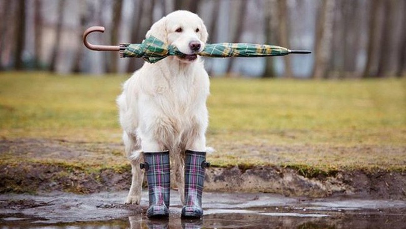 В Україні сьогодні дощитиме у західних і північних областях, вдень до 20°