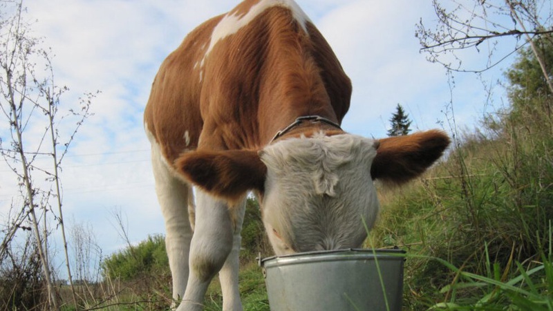 Колишній нардеп згадав, як ганяв корів аж під Буг. ВІДЕО
