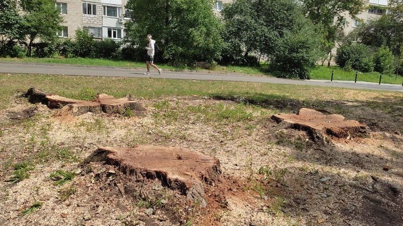 У луцькому сквері зрізають дерева