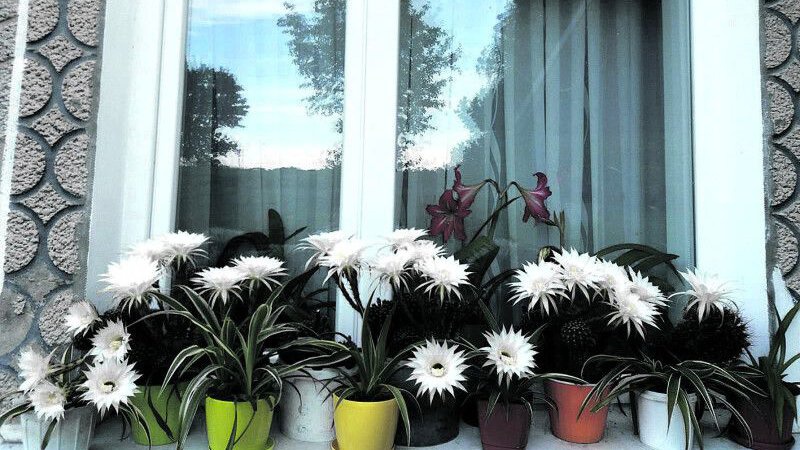 У волинянки в один день зацвіло 25 кактусів