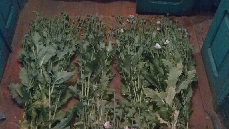 У дворогосподарстві волинянки виявили наркотичний мак