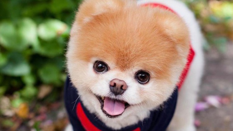 Шість закладів Луцька, куди можна прийти з тваринами