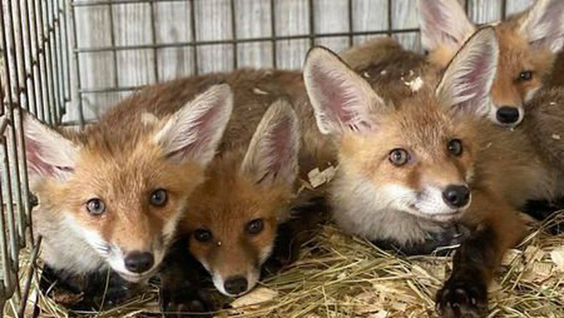 Лисенят, яких хотів продати браконьєр у Ковелі, повернуть в дику природу