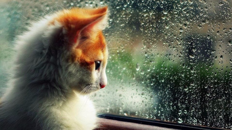 Невеликий дощ та мокрий сніг: прогноз погоди на 22 лютого