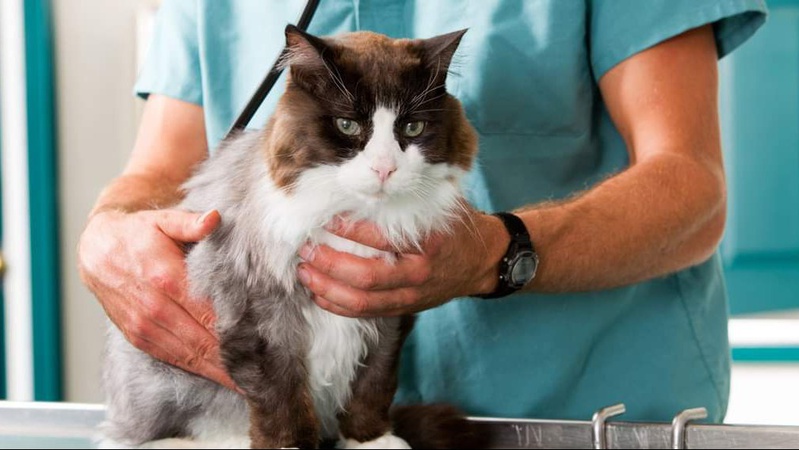 В обласному центрі Волині безплатно вакцинуватимуть домашніх тварин