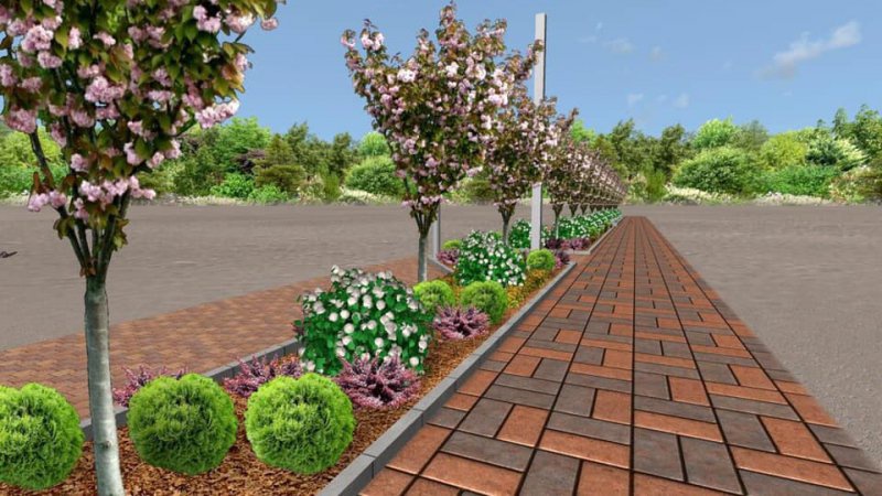 У місті на Волині висадили алею сакур