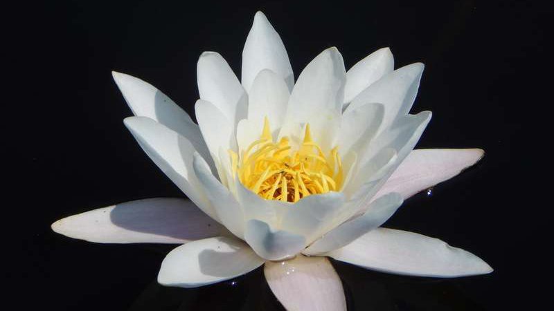 У волинському нацпарку росте рослина-синоптик. ФОТО