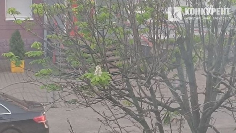 У Луцьку через аномальне тепло розквітнув каштан