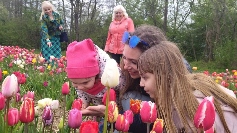 На Волині стартував фестиваль тюльпанів «Волинська Голландія»