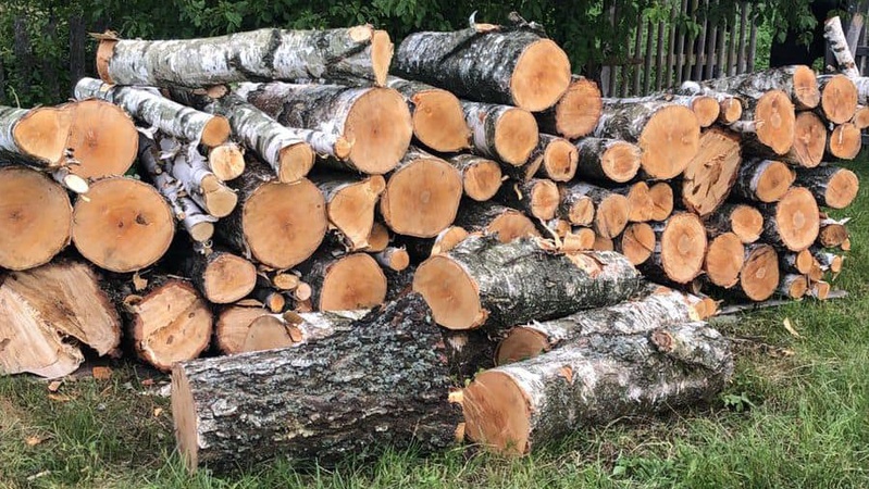 За 6 зрізаних у лісі берез волинянину світить тюрма. ФОТО