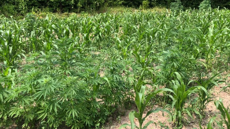 На Волині викрили незаконне вирощення коноплі у 54-річного пенсіонера