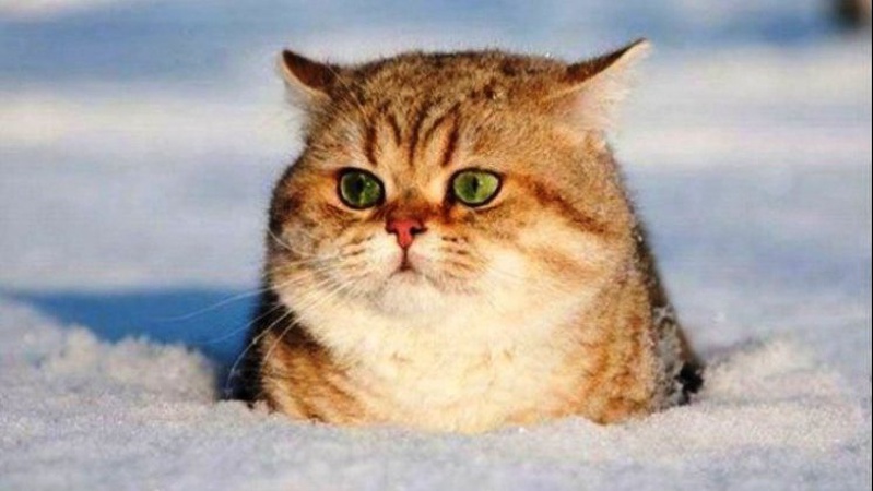 Якою буде погода на Різдво