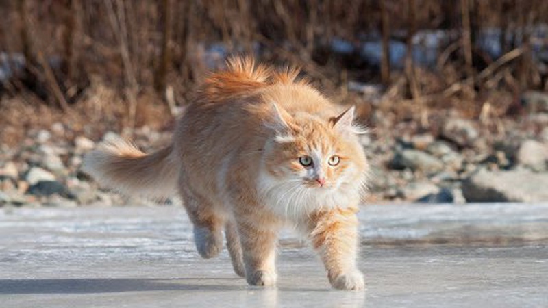 Мокрий сніг, місцями ожеледиця: прогноз погоди на вихідні