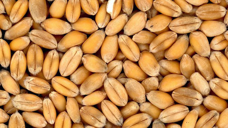 Росія заявила, що повертається до «зернової угоди», бо отримала «гарантії» від України