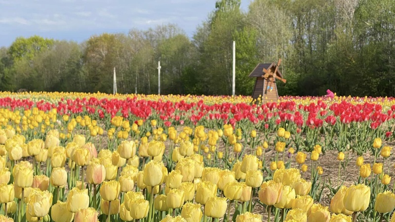 Сьогодні Волинська Голландія не прийматиме гостей