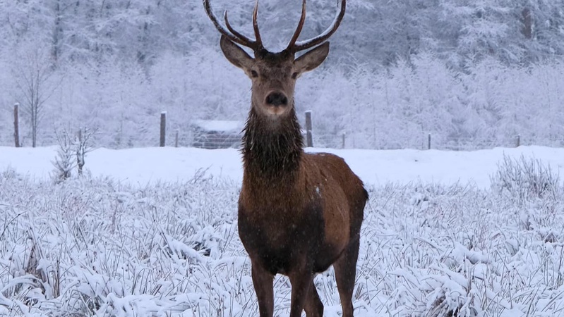 У лісах Волині провели зимовий  «перепис» звірів. ФОТО