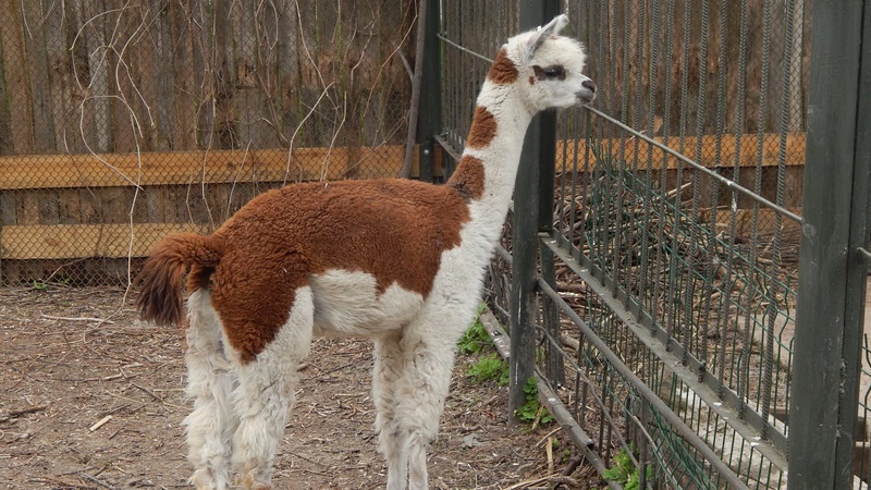 У Луцькому зоопарку – поповнення. ФОТО