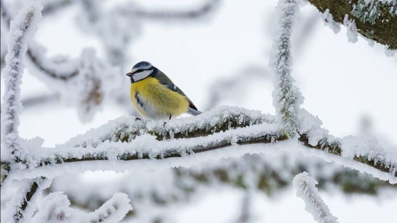 Хмарно, можливі опади: прогноз погоди на 11 грудня