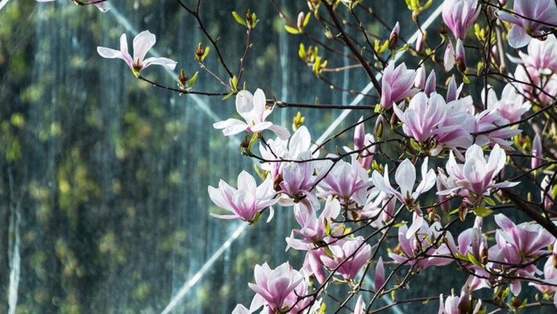 Нічні заморозки відступають: синоптики дали прогноз на 12 травня