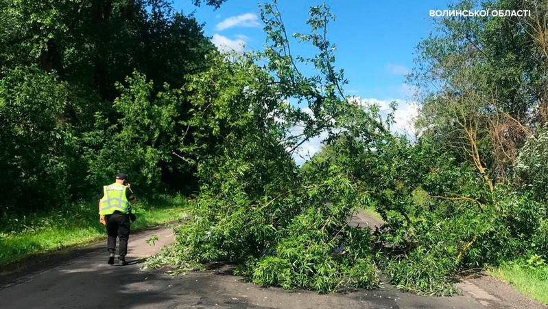 Через негоду на Волині на дорогу впало дерево