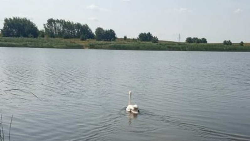 На Волині врятували лебедя, якого вразило струмом